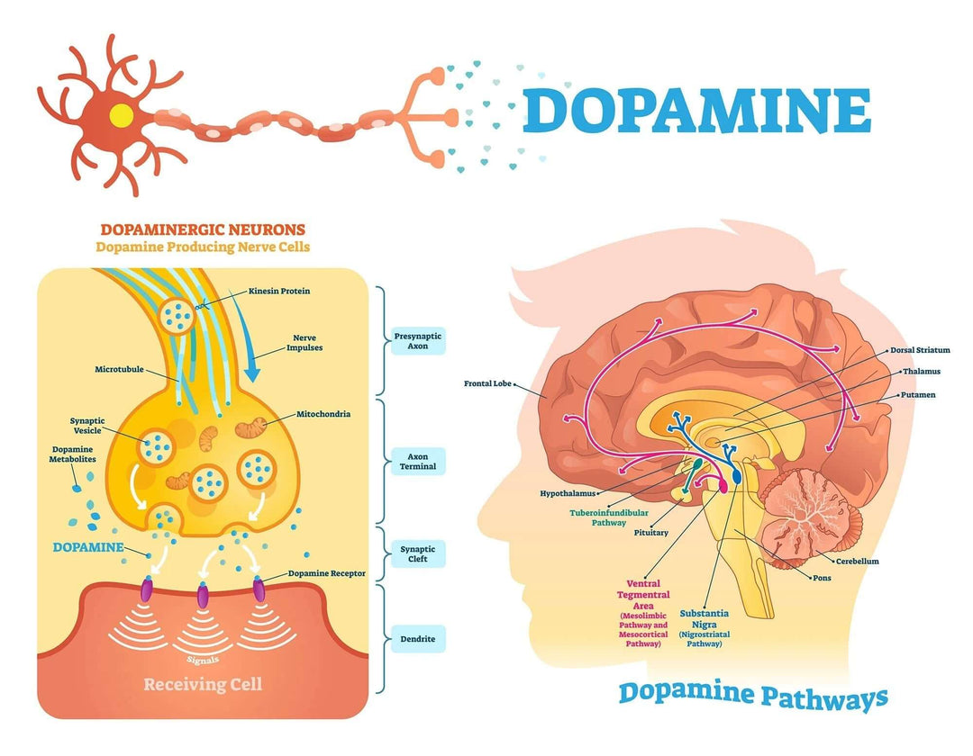 Decoding the Symphony: Interactions of Brain Neurotransmitters in Mood, Memory, and Focus - MindSense Brain Boosting Multi-Vitamins